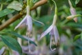 Hardy fuchsia Fuchsia magellanica alba, pinkish-white flowers